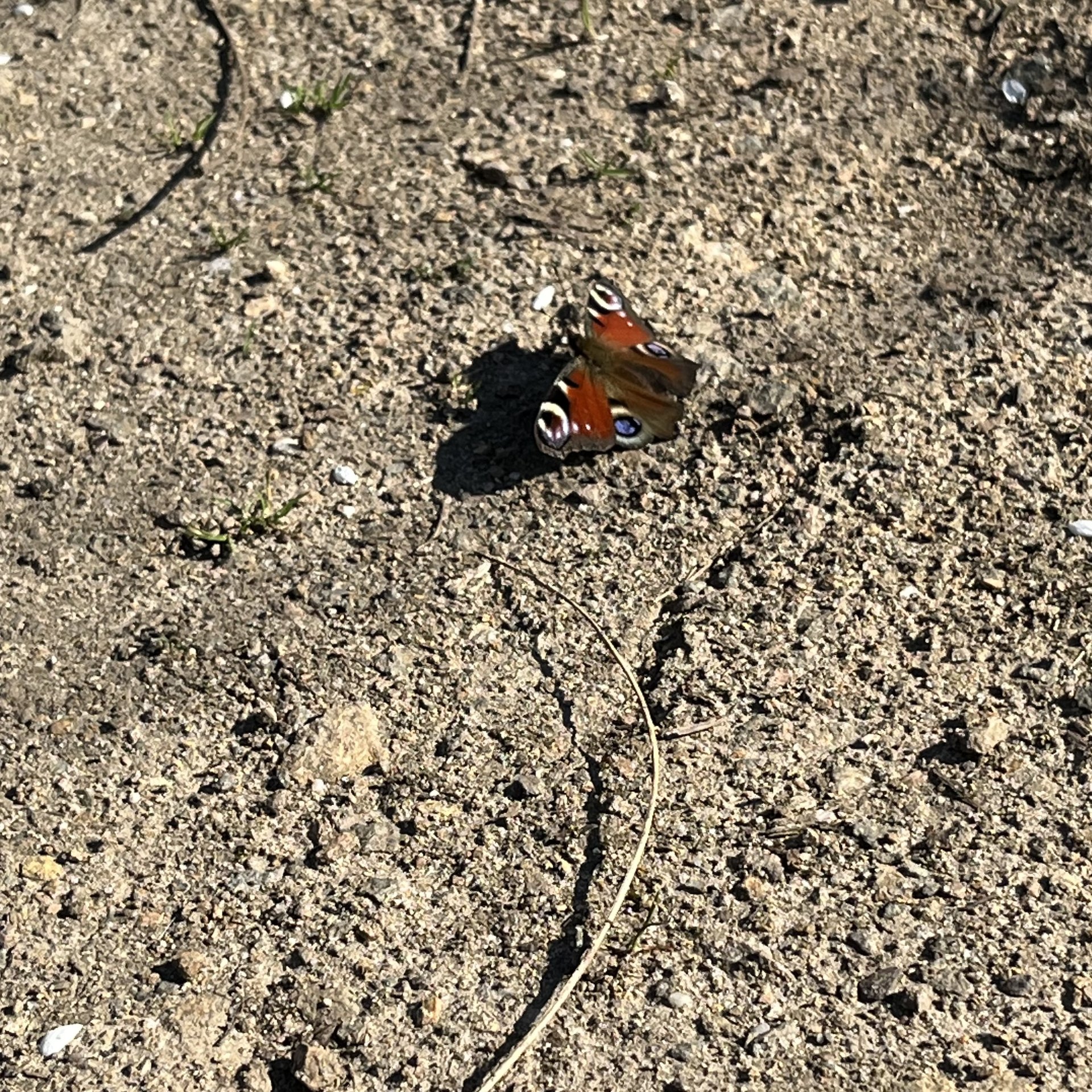schmetterling.jpeg